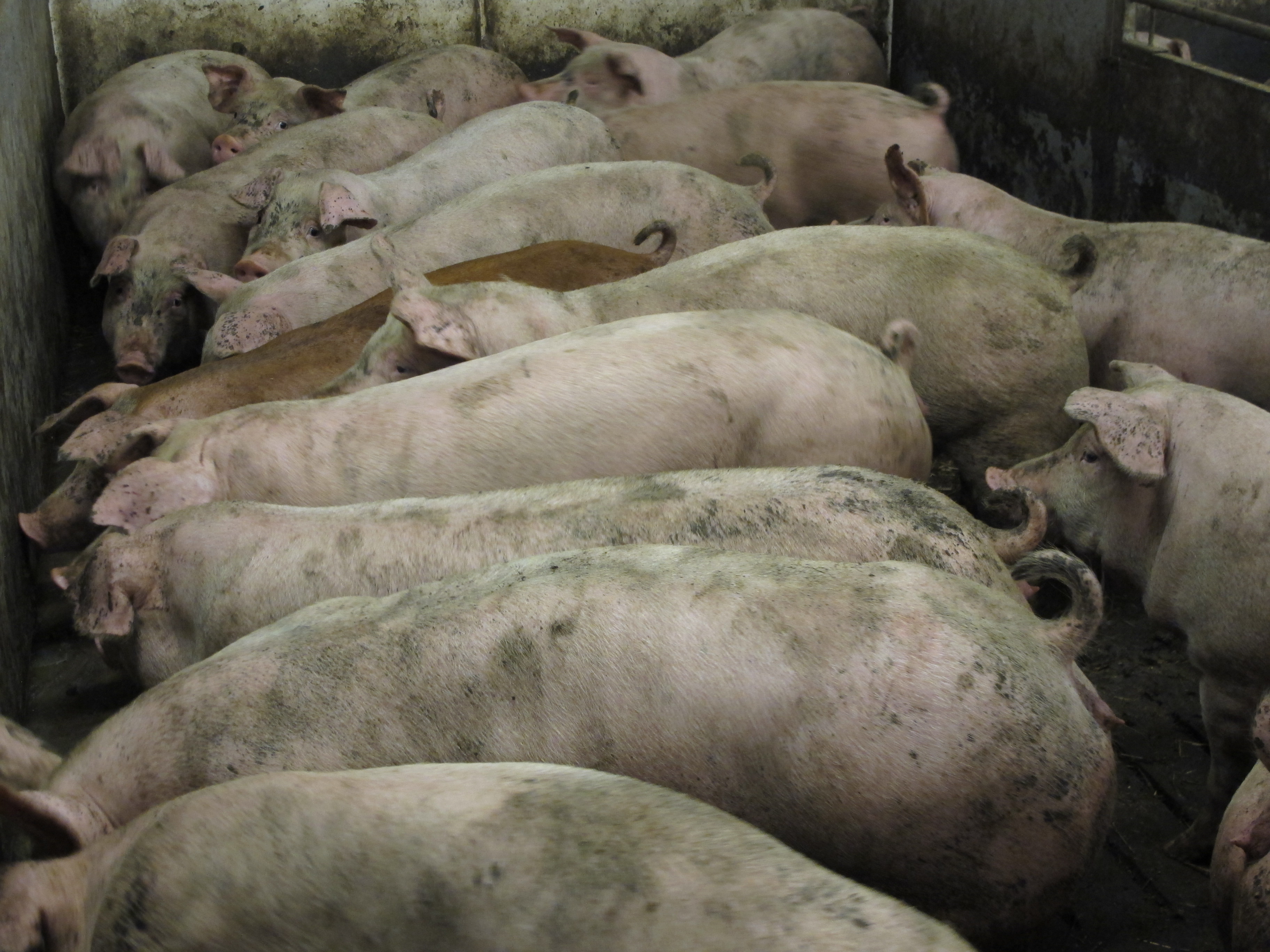 Купить свинину живым весом. Порода свиней ландрас свиноматка. Ландрас порода. Ланграсы порода морпосят. Мясная порода свиней ландрас.